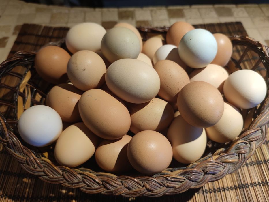 Vand oua de gaina, prepeliță si bibilica pentru consum