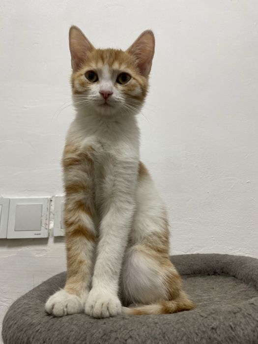 Котёнок (девочка, 3 месяца)