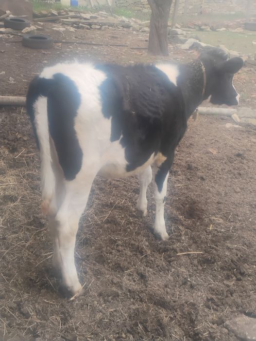 Продавам женско  теле за дамазлък