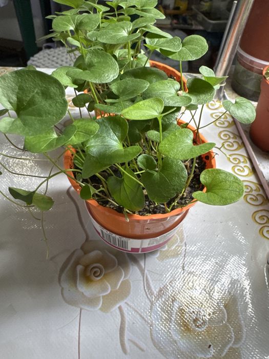 Продам дихондру изумрудный водопад!