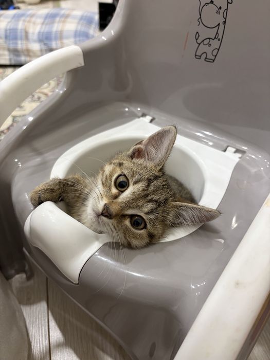 Отдам котёнка с приданным