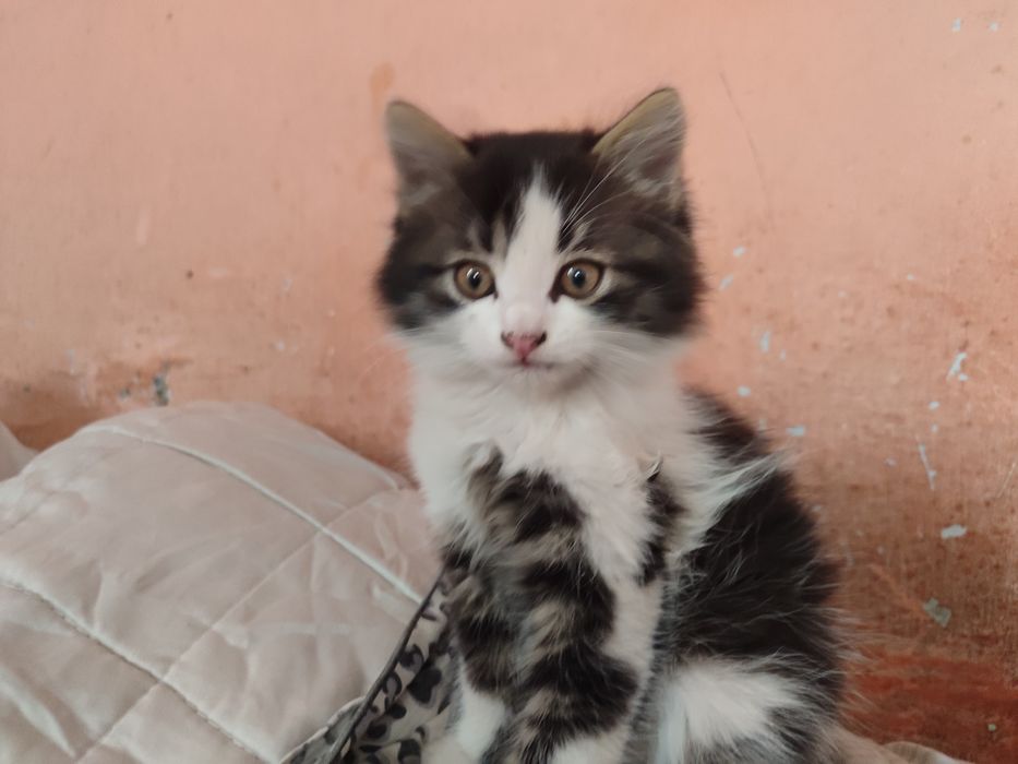 Отдам котят бесплатно