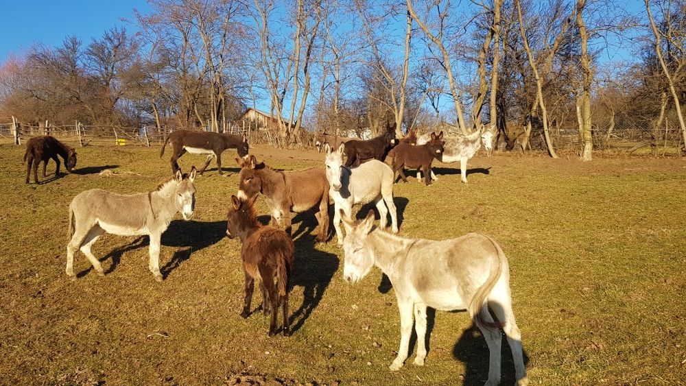 vând lapte de magarita proaspăt