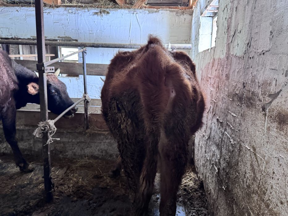 Сиыр ұрғашы сиыр