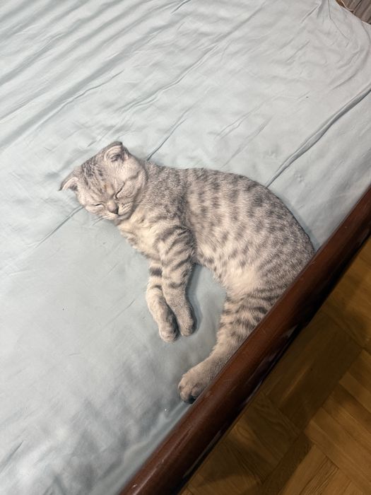 Кошка вислоухая Шотладский