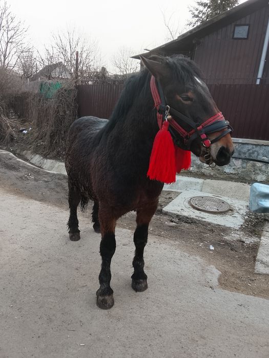 Vând mânz de un an jumate