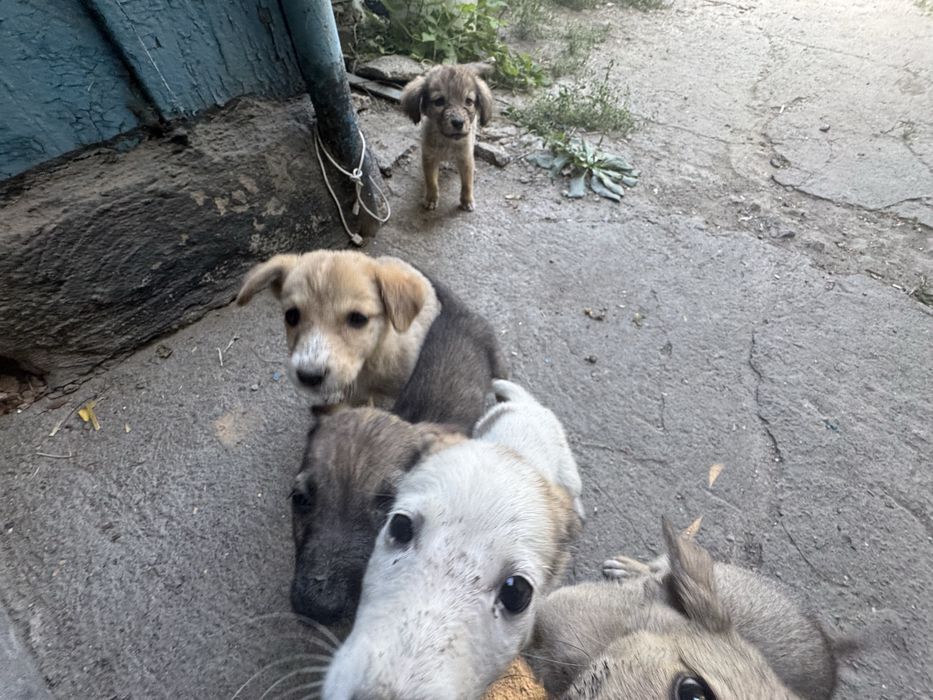 Отдам щенков в хорошие руки