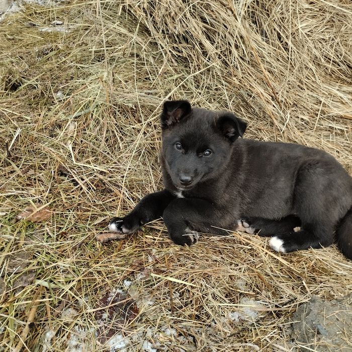 Отдам в добрые руки