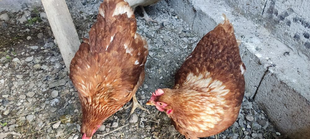 Продам домашних курей, по 5 тысяч