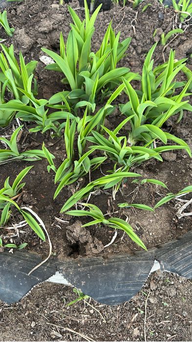 Ирис и Лилия продам луковицу