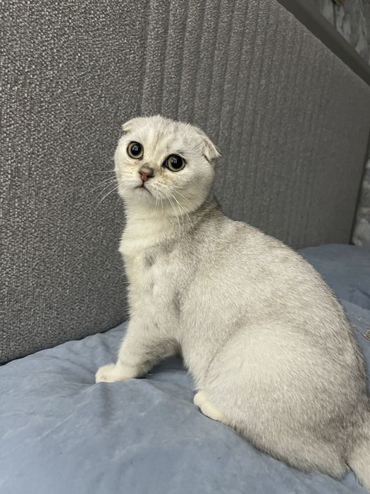 Милый котёнок ищет дом