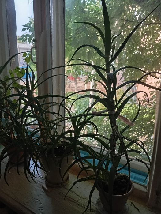 Продам Алоэ лечебный