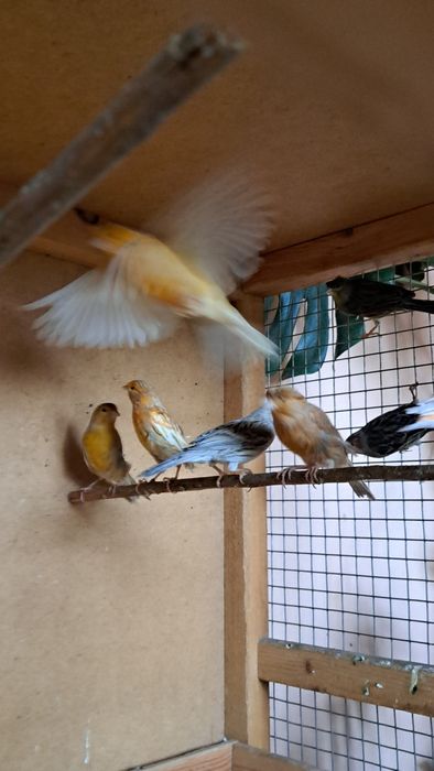 Канарейки. Готовые самки.