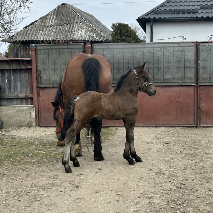 Vand sau schimb iapa