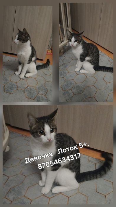 Котики и кошечки ищут дом.