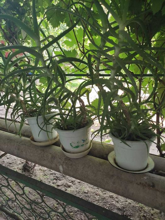 Алоэ в горшках продам