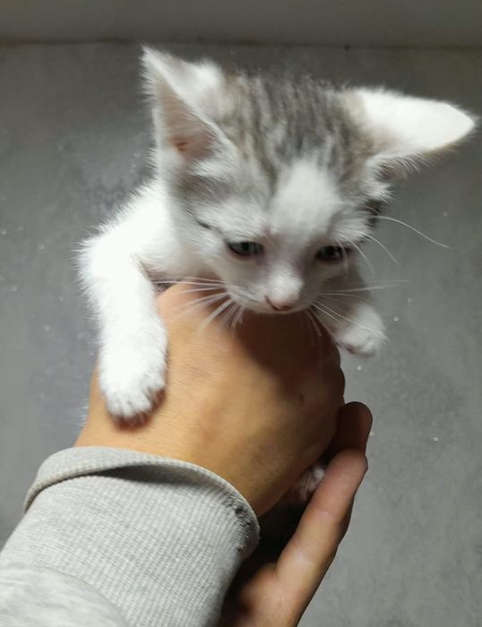 Дарю котят в добрые руки
