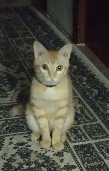 Срочно отдам котика.