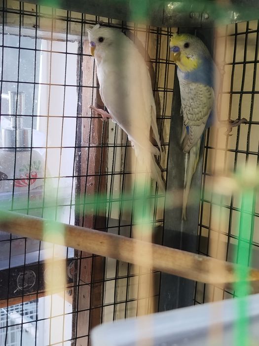 Продаю волнистых попугай.