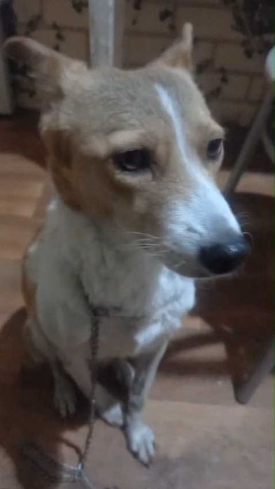 Чья потеряшка с поводком?