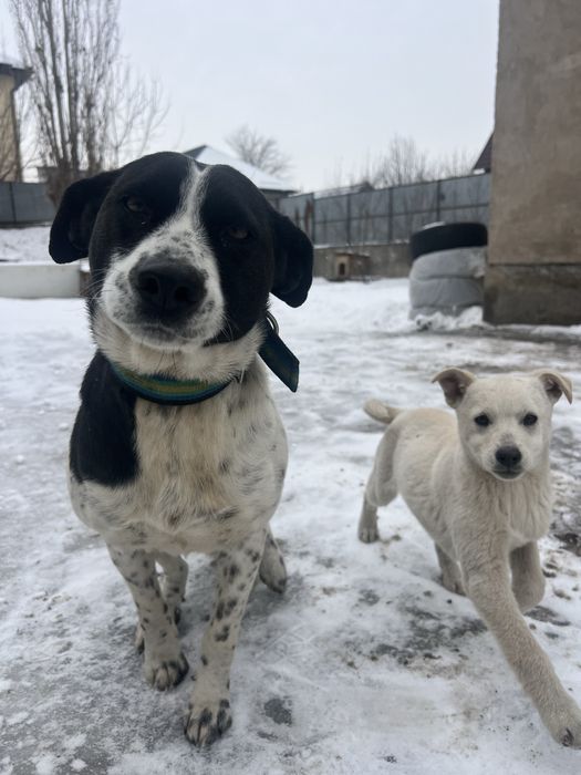 Отдадим щенка-девочку в добрые руки (2–3 месяца)