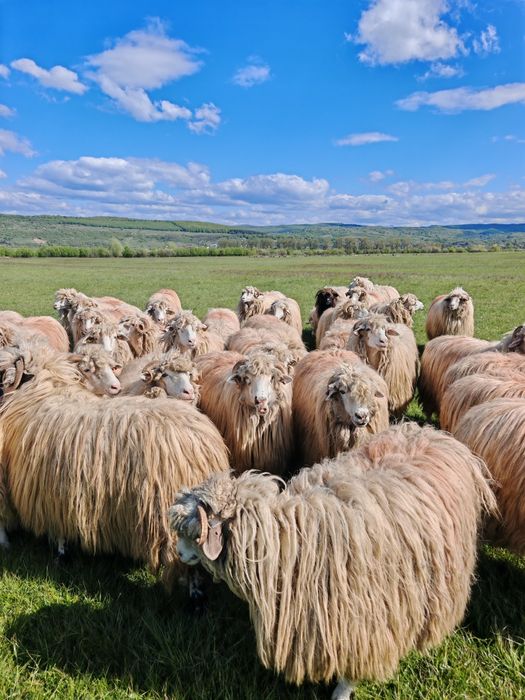 Vând 50 de oi cu lapte