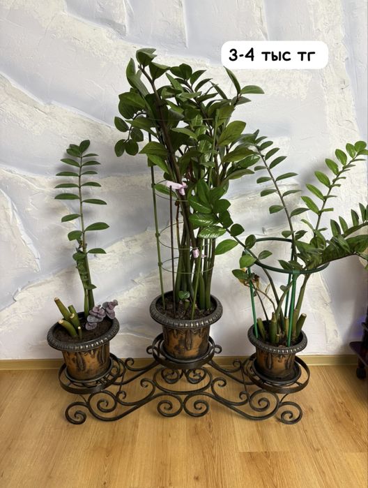 Домашние цветы в горшках