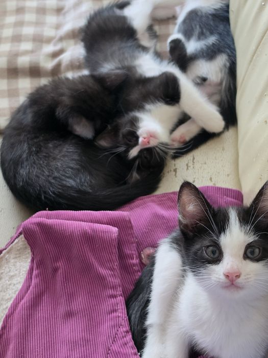 Отдам котят в добрые руки