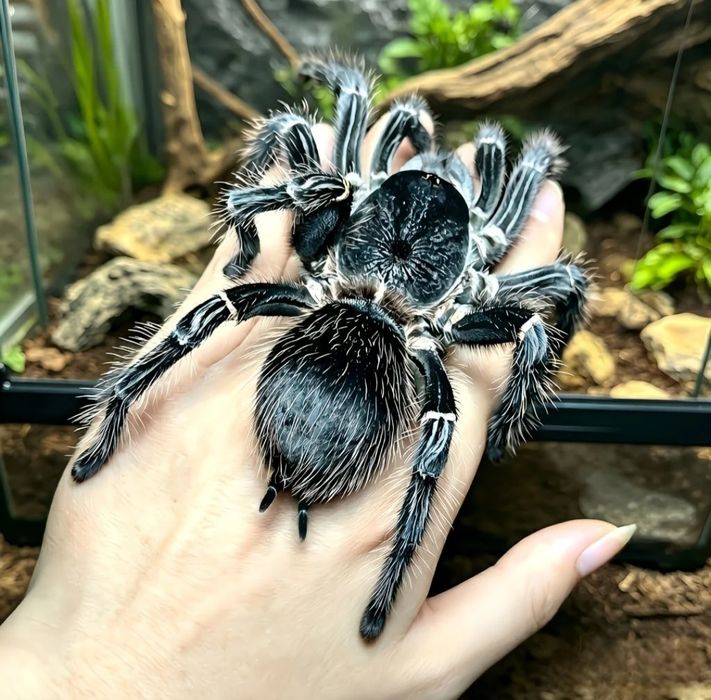 Зебровый птицеед Aphonopelma seemanni