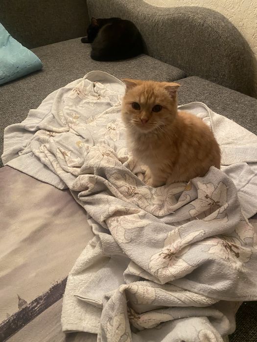 Ищем добрую семью породистому малышу