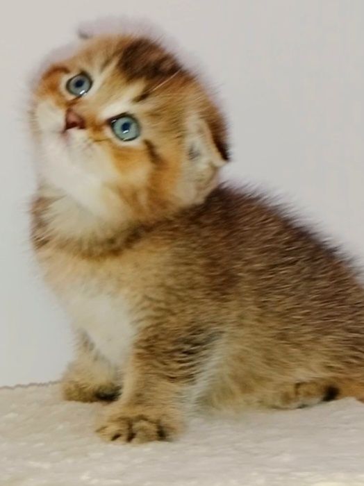 Шотланские котята  мальчики чистокровные