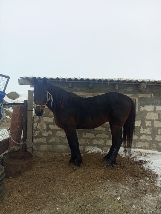 Жеребец Кушумский 9лет профи