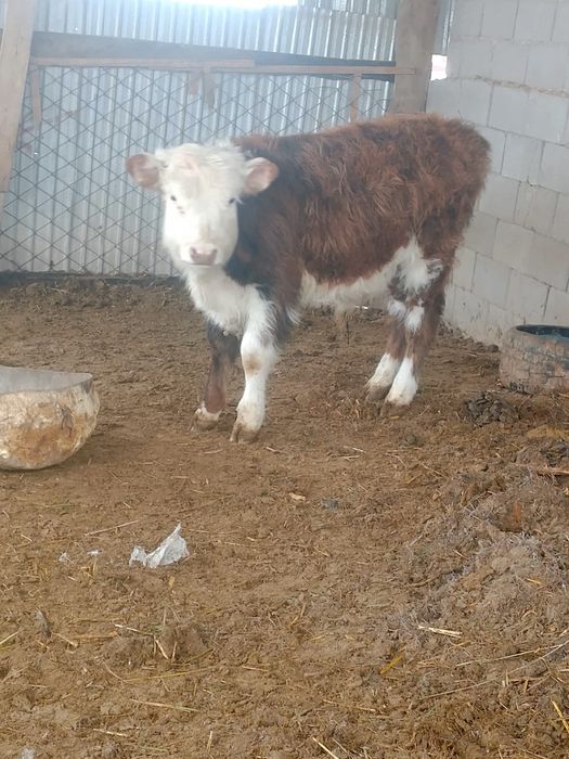 Бұзаулар сатылады