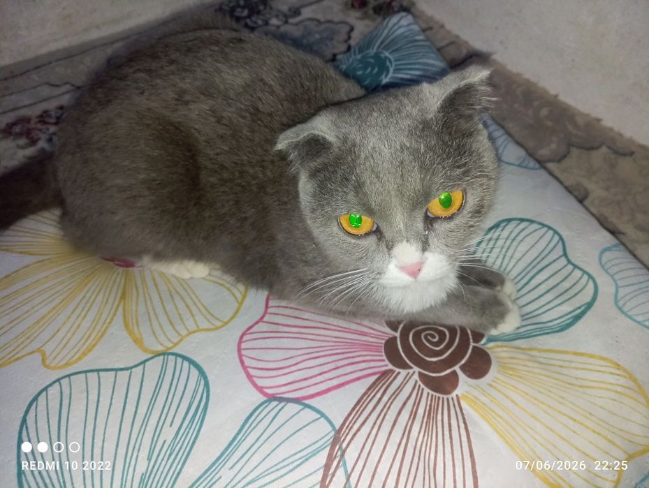 Zotdor: orginal (Scottish Fold)