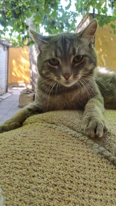 Отдам котика в добрые руки