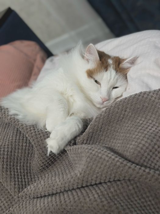 Кот 5 лет отадаю изза переезда