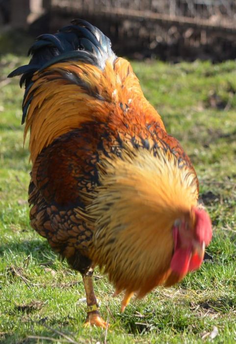 Oua de Incubat Curca Red Bourbone, Gâscă Americană, GSG, Brahma Lemon