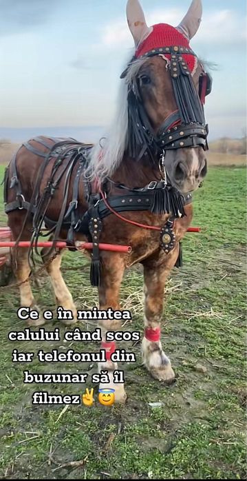 Vand armasar de 2 ani si 9 luni