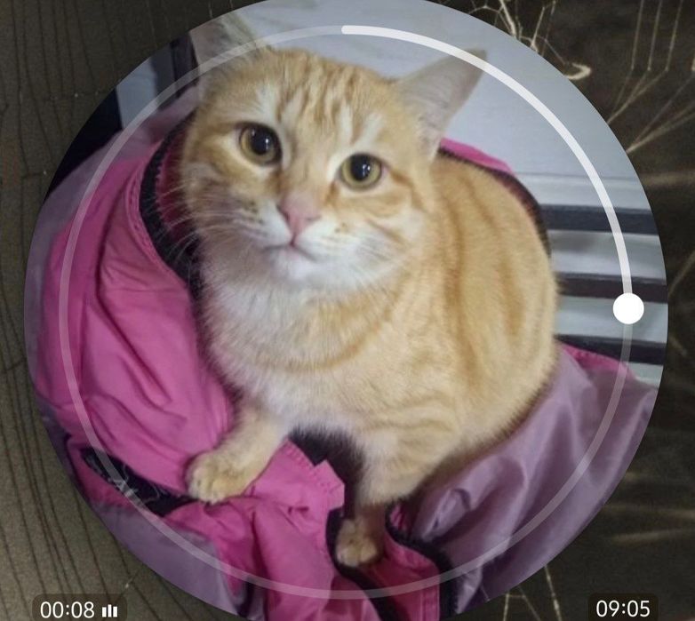 Отдам котика ,очень воспитанный