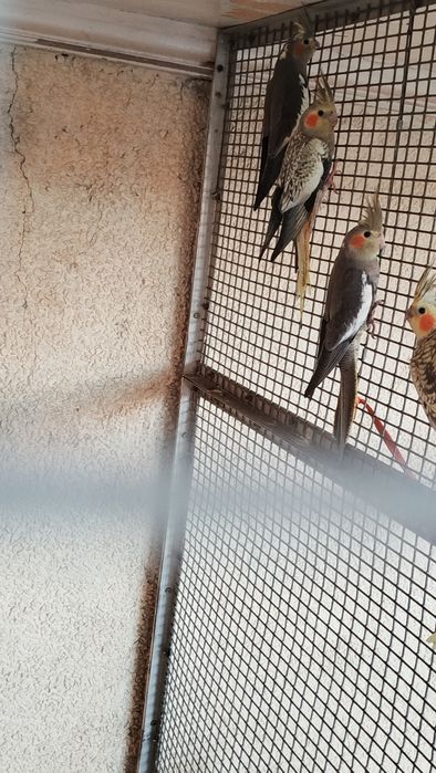 popugae karila toti kushi