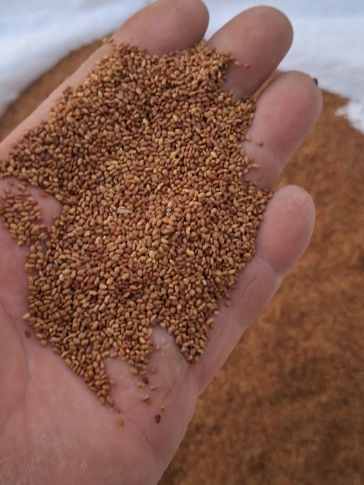 Vând semințe de lucernă