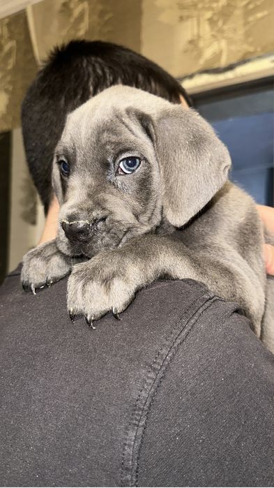 Шенок Кане корсо