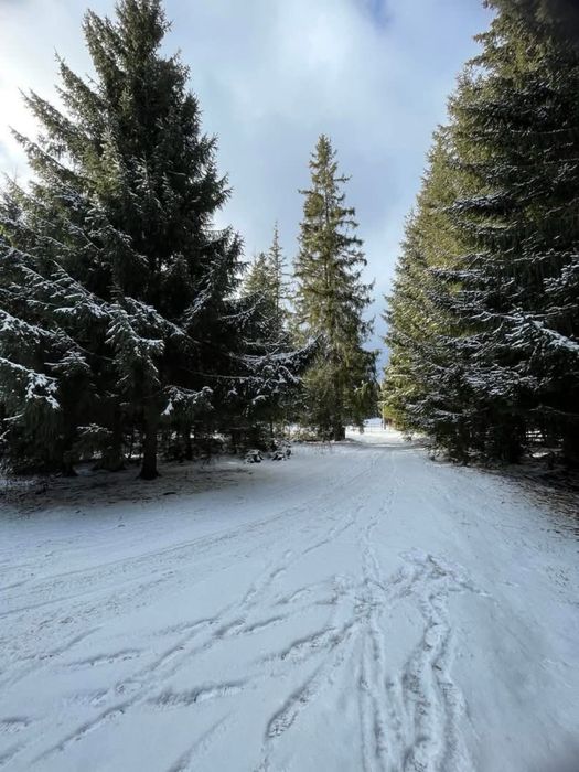 Teren Baisoara/Buscat