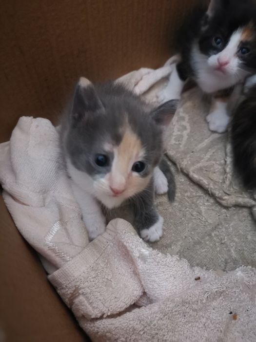 Бебета шарени Котенца