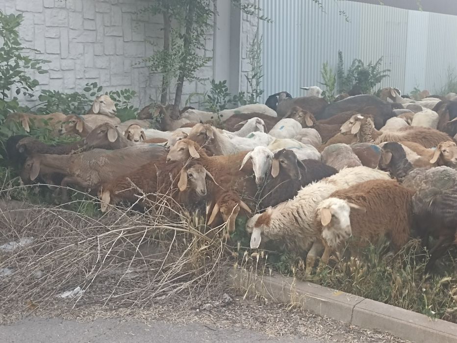 Кой токты кой сатылады