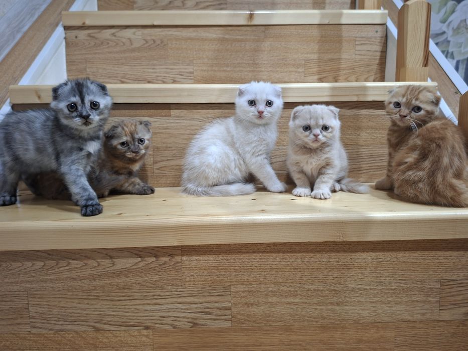 Шотландские скоттиш фолд