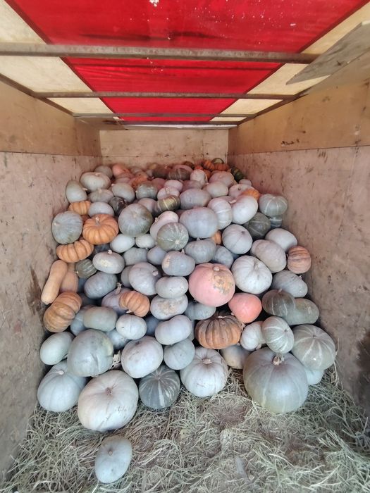 Продам тыква рамашка крошка