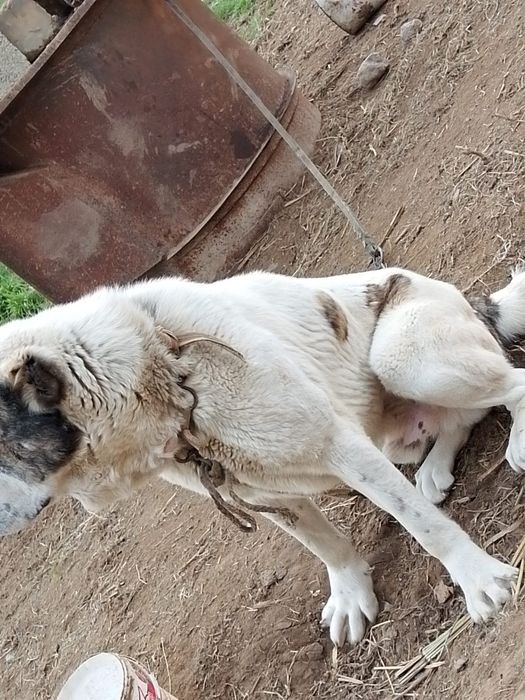 Алабай ит жасы 7