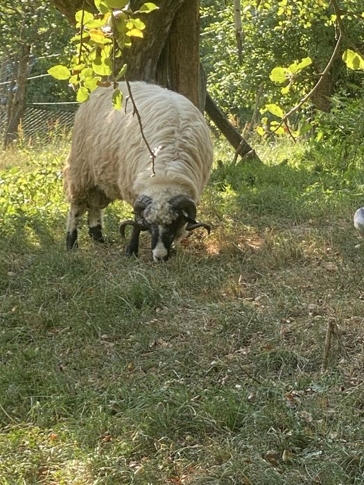 Berbec de vanzare, Bistrita nasaud , Comuna Rebrisoara