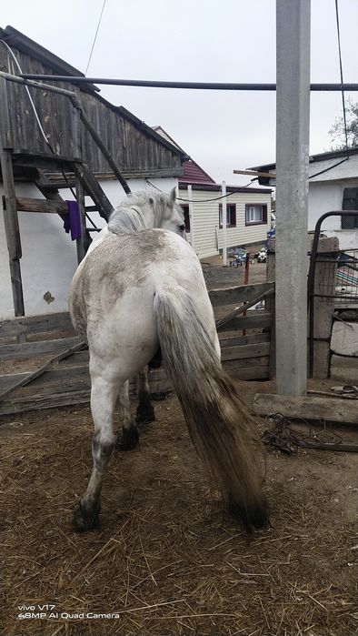 Ағыр полу тяжеловес